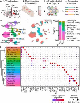 Single-Cell Analysis of Neuroinflammatory Responses Following Intracranial Injection of G-Deleted Rabies Viruses